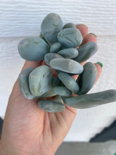 Blue Moonstones Pachyphytum Oviferum