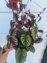 Rex Begonia Vine Cissus Discolor