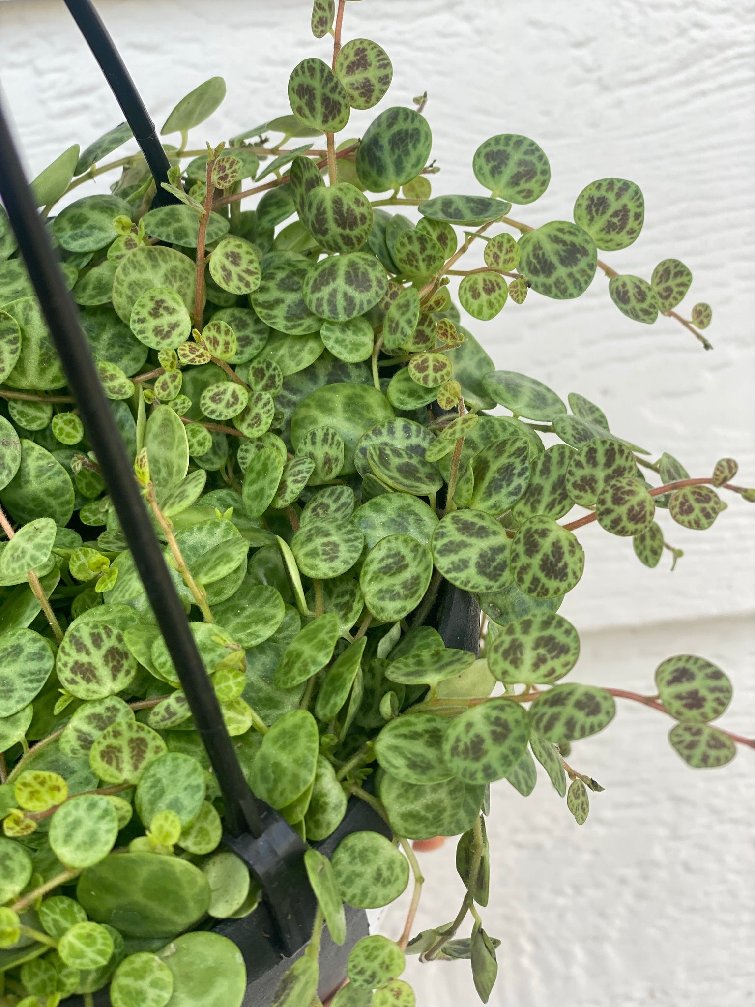 turtle plant succulent Peperomia String of Turtles – In Succulent Love