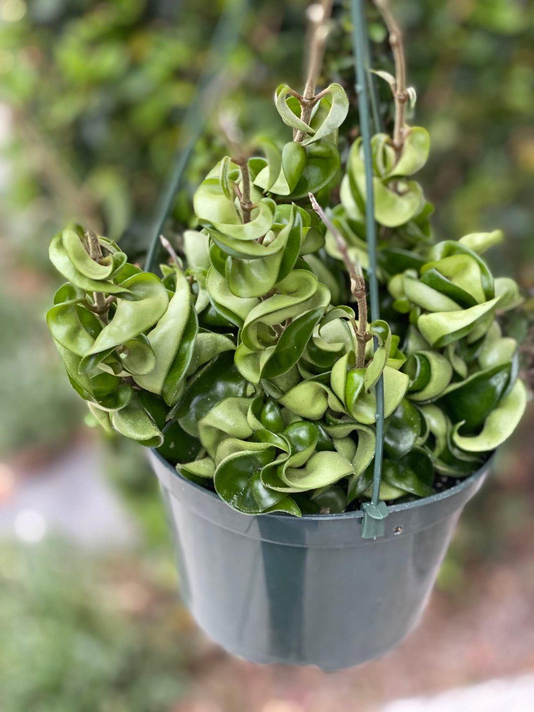 succulent rope plant Hoya Carnosa Compacta Hindu Rope – In Succulent Love