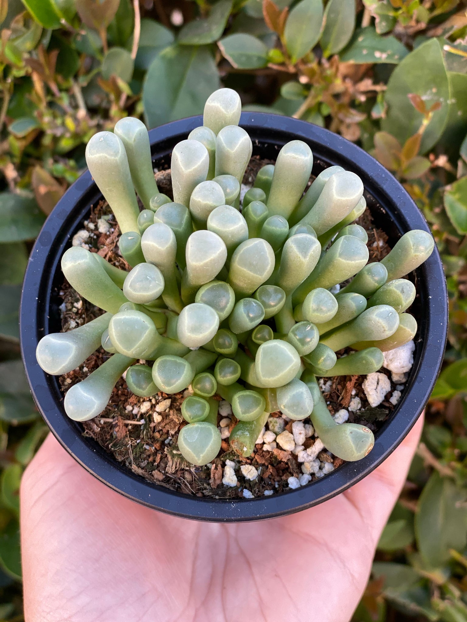 succulent toes Baby Toes