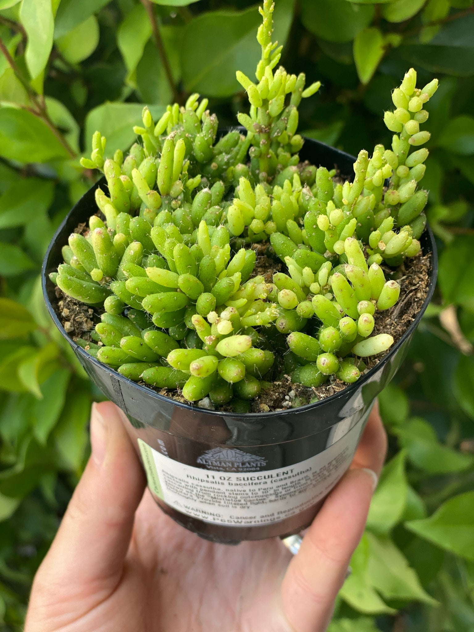 rhipsalis succulent Rhipsalis Baccifera (Cassutha) – In Succulent Love