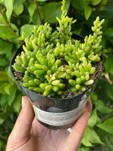 Rhipsalis Baccifera (Cassutha)