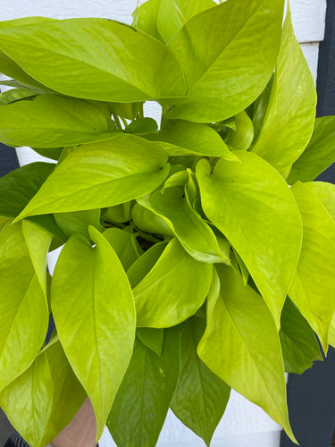 Pothos Neon