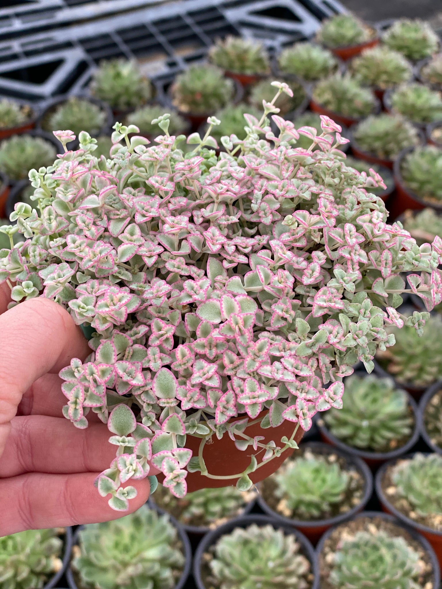 sedum little missy succulent Sedum Little Missy – In Succulent Love