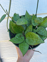 Hoya Parasitica Black Margin