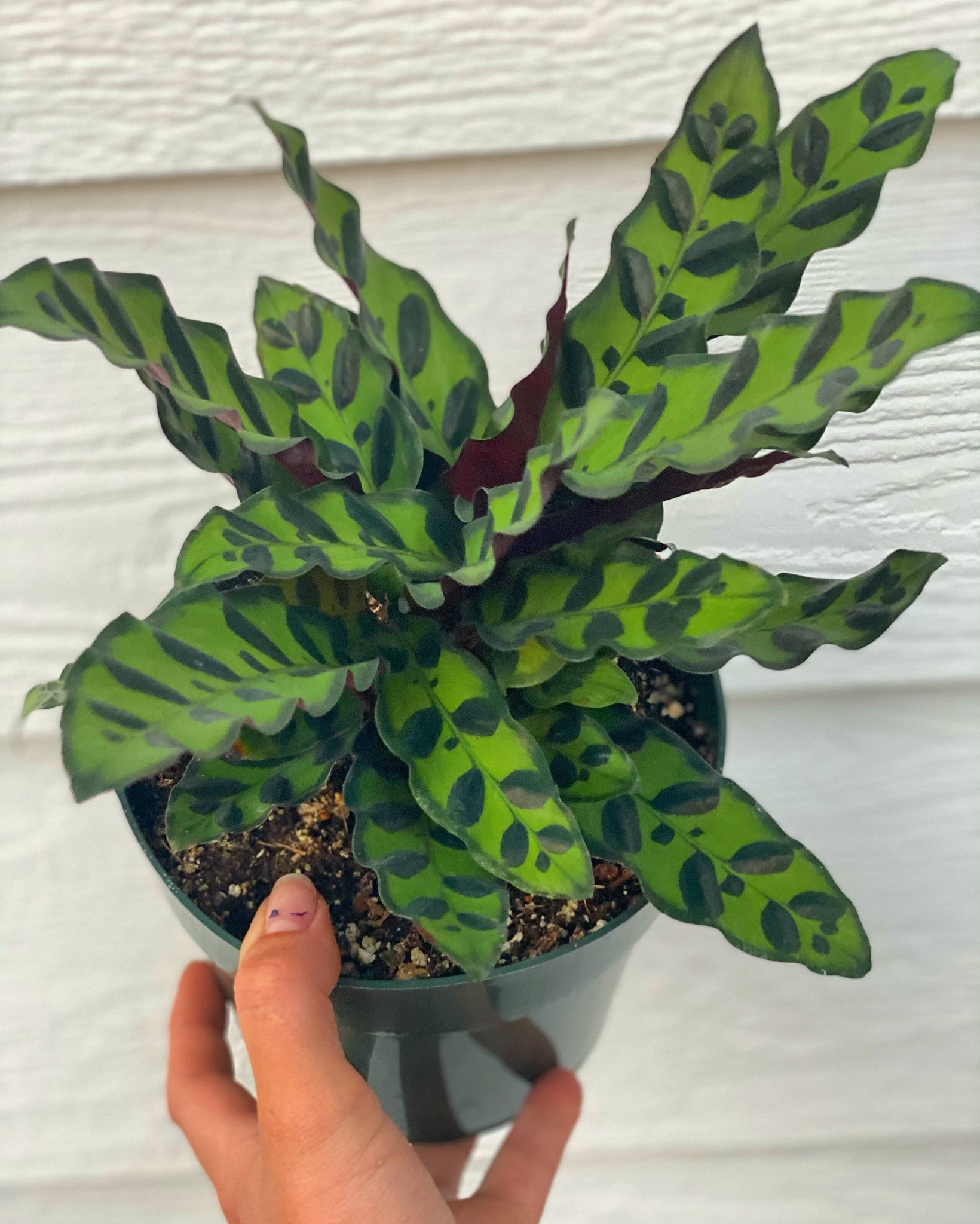 rattlel snake plant Calathea Rattlesnake – In Succulent Love