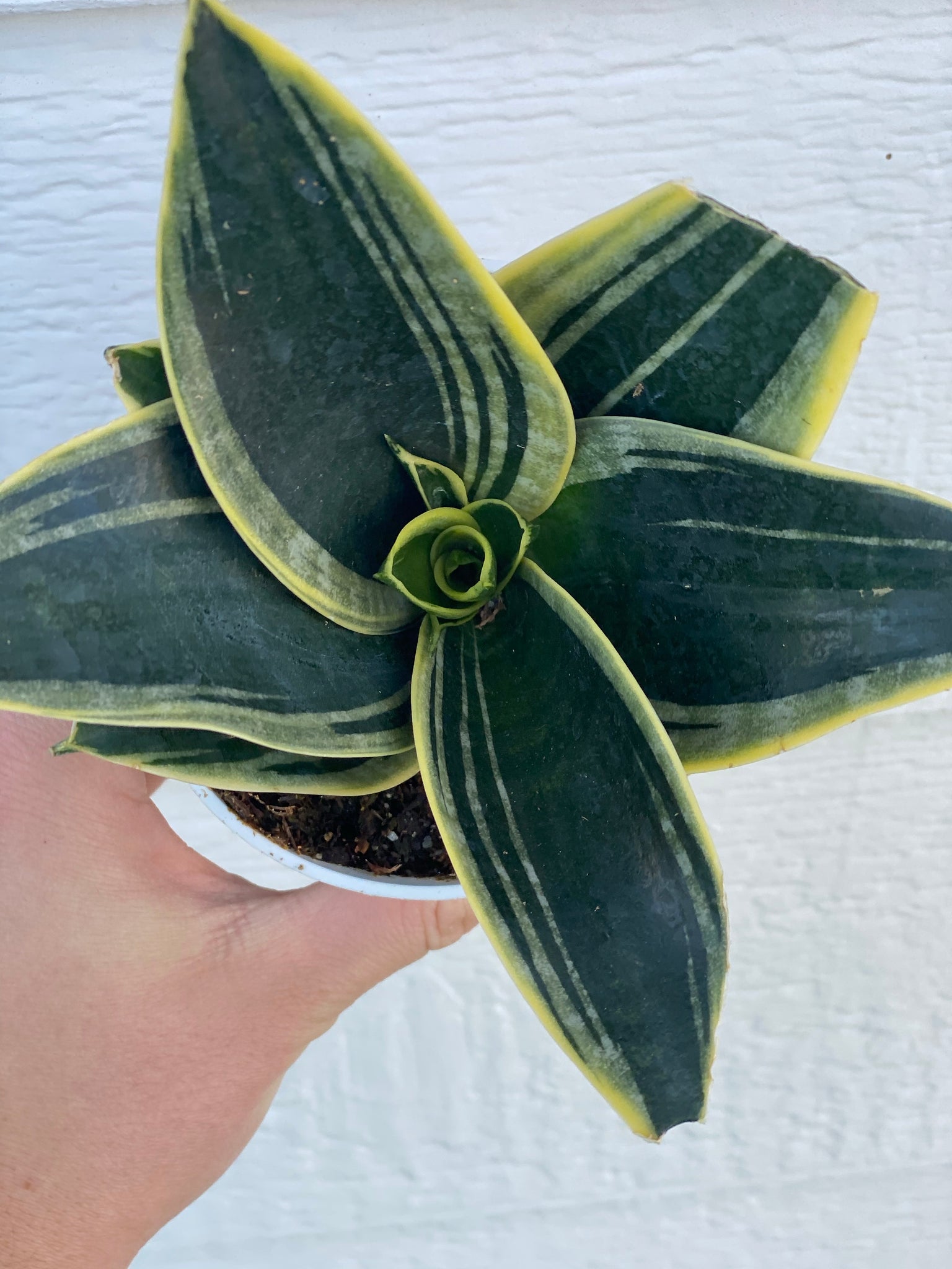 sansevieria radiant star Sansevieria Hahnii Glimmering Star – In Succulent Love