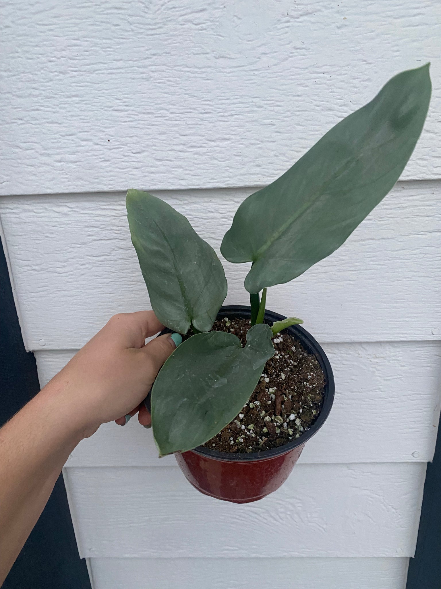 gray philodendron Philodendron Silver Sword – In Succulent Love