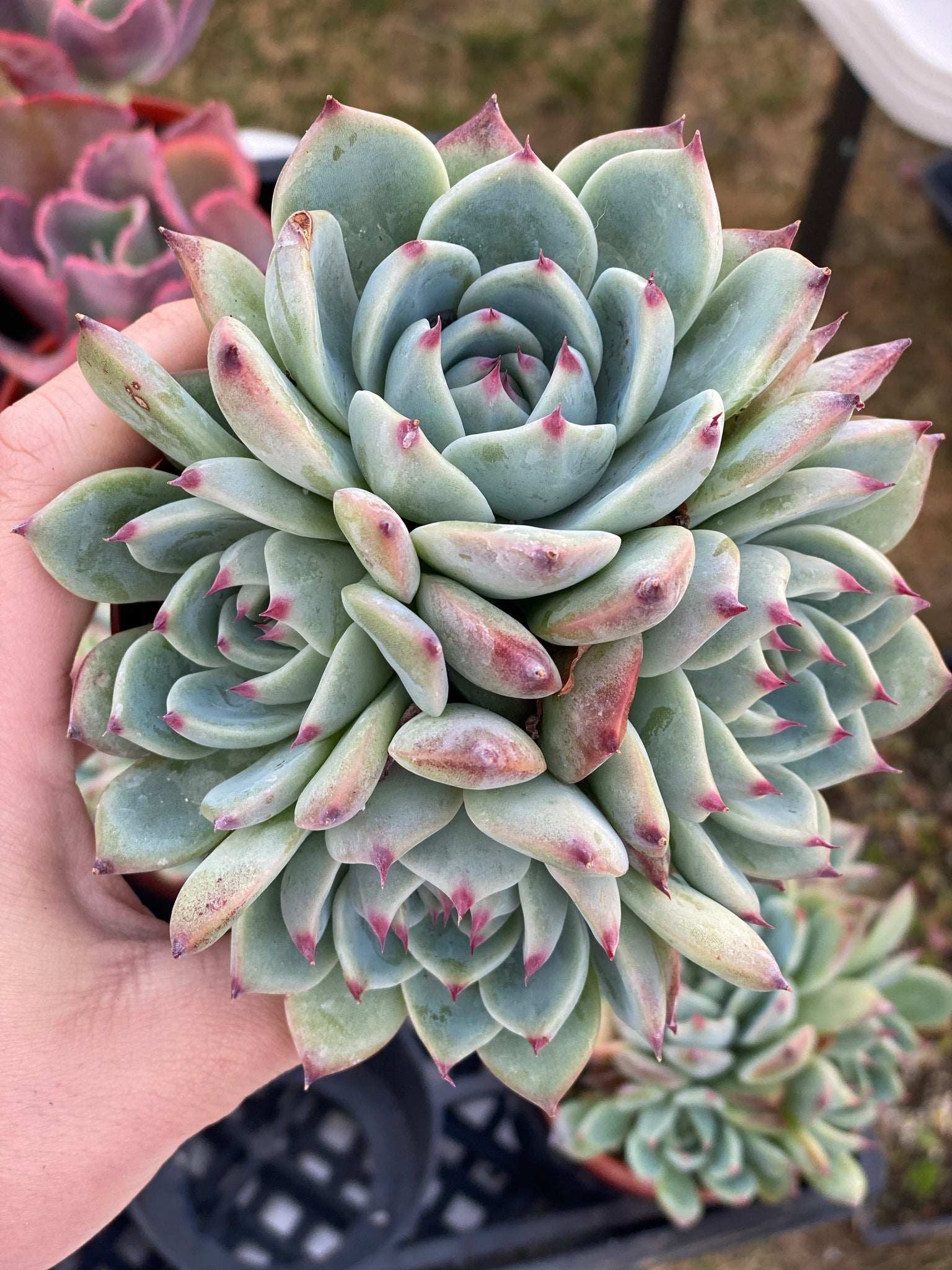 echeveria colorata succulent Echeveria Colorata Clusters – In Succulent Love