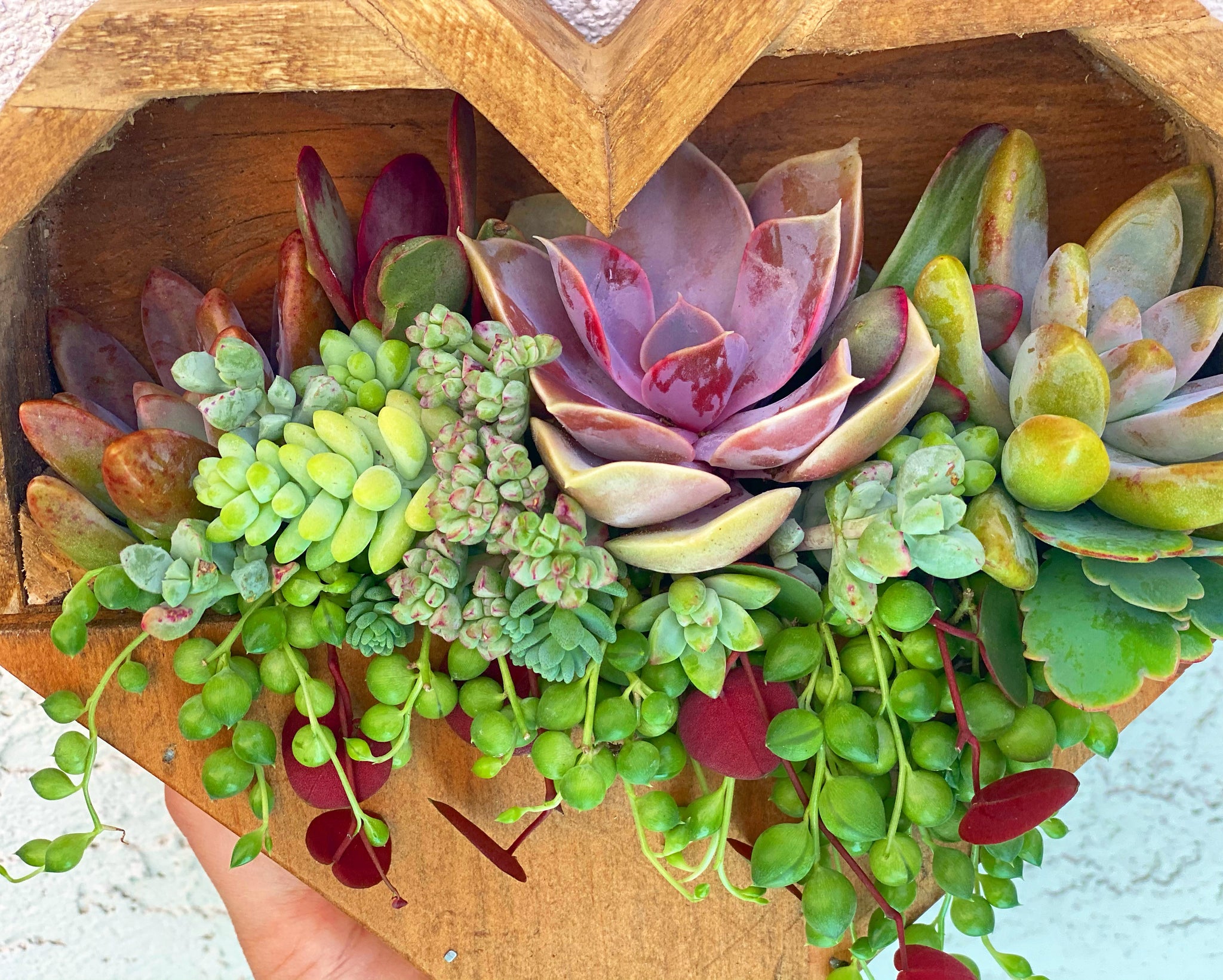 hanging succulent planter box Hanging Heart Planter DIY Kit – In Succulent Love