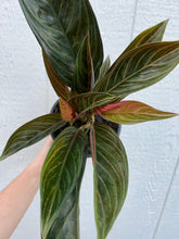 Aglaonema Chinese Evergreen 'Chocolate'