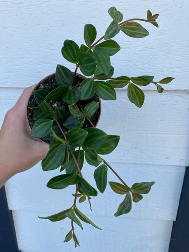 Peperomia Angulata Raydiance