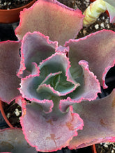 Echeveria Dick’s Pink