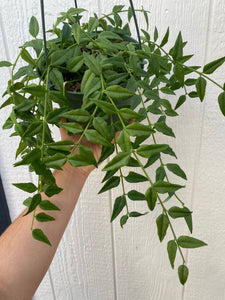 Hoya Bella