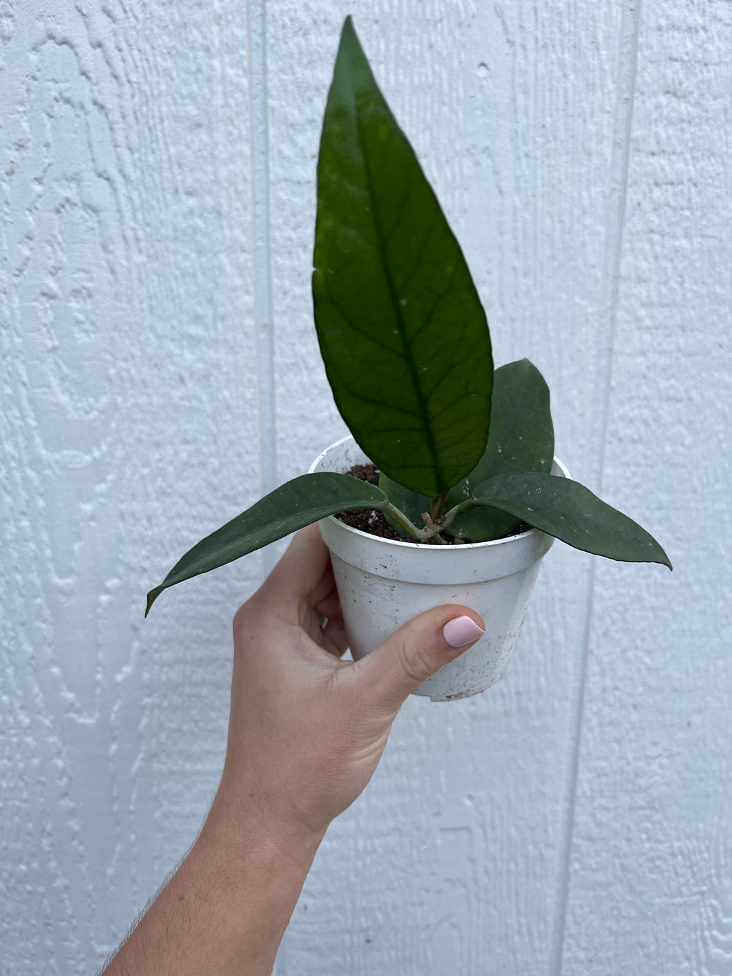 Hoya Fungii