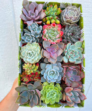 Classic Succulent Gift Box