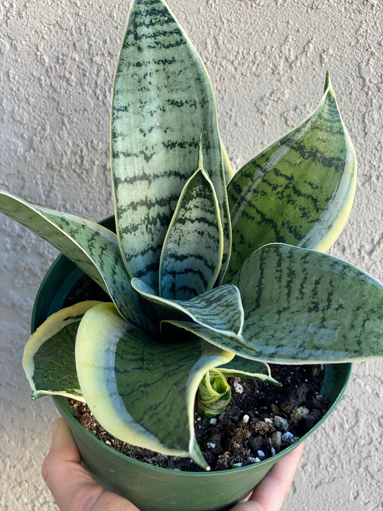 sansevieria hahnii variegated Sansevieria Hahnii Silver Star Variegated