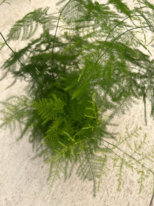 Plumosa Fern (Asparagus Plumosus)