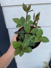 Peperomia Tetragona (Parallel Peperomia)