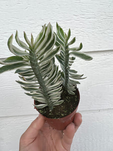 Euphorbia Devil’s Back Bone Variegated