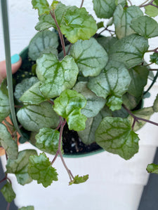 Senecio Mikanioides ‘Silver Heart’ / ‘Giant Heart’