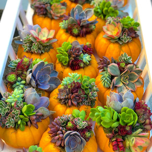 succulents in mini pumpkins Trio of Mini Orange Succulent Pumpkins – In Succulent Love