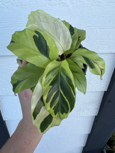 Calathea Yellow Fusion