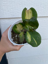 Hoya Obovata Variegated