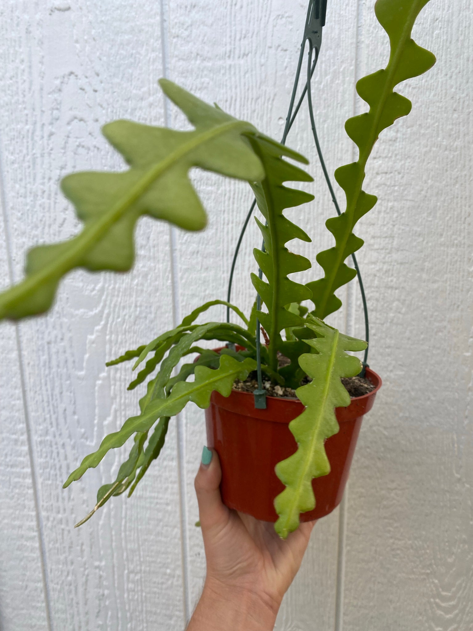 fishbone succulent Epiphyllum Anguliger (Ric Rac /Fishbone Cactus )