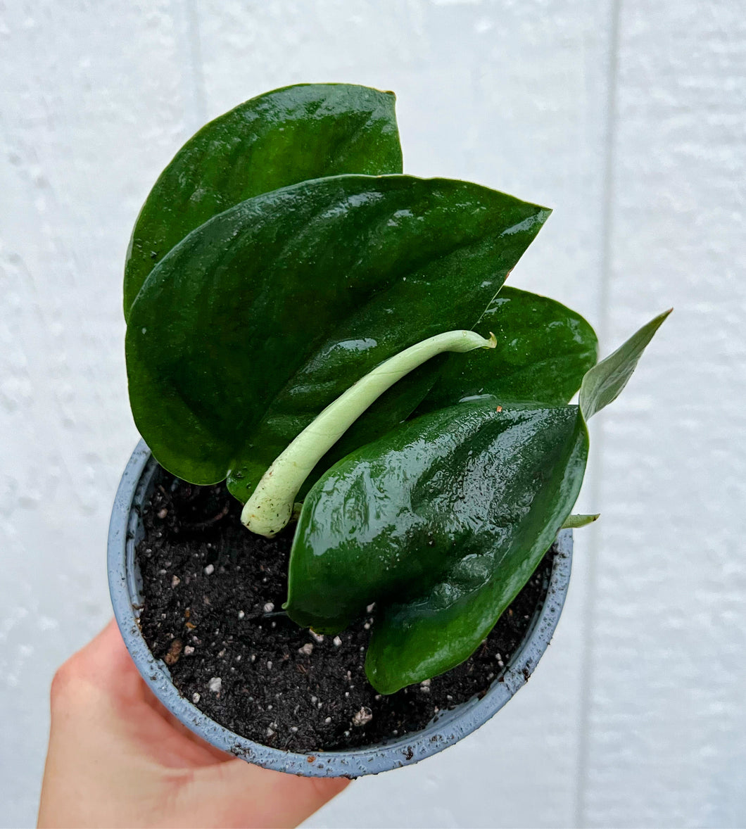 Scindapsus Pictus Jade Satin Pothos