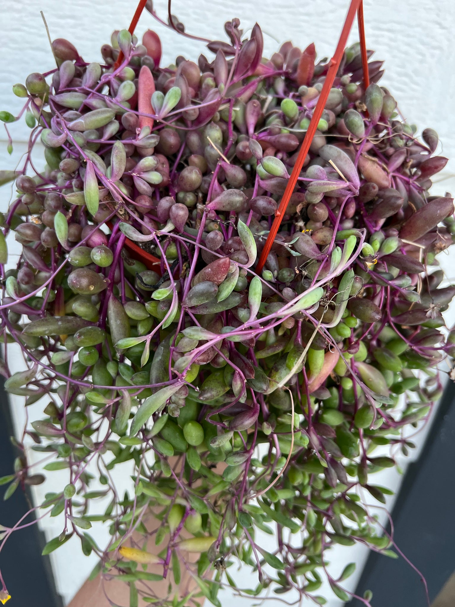 ruby necklace succulent for sale Othonna Capensis Ruby Necklace / Ruby Beads – In Succulent Love