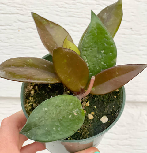 Hoya Red Button Pubicalyx