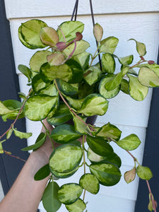 Hoya Australis Lisa ( Variegated Australis )