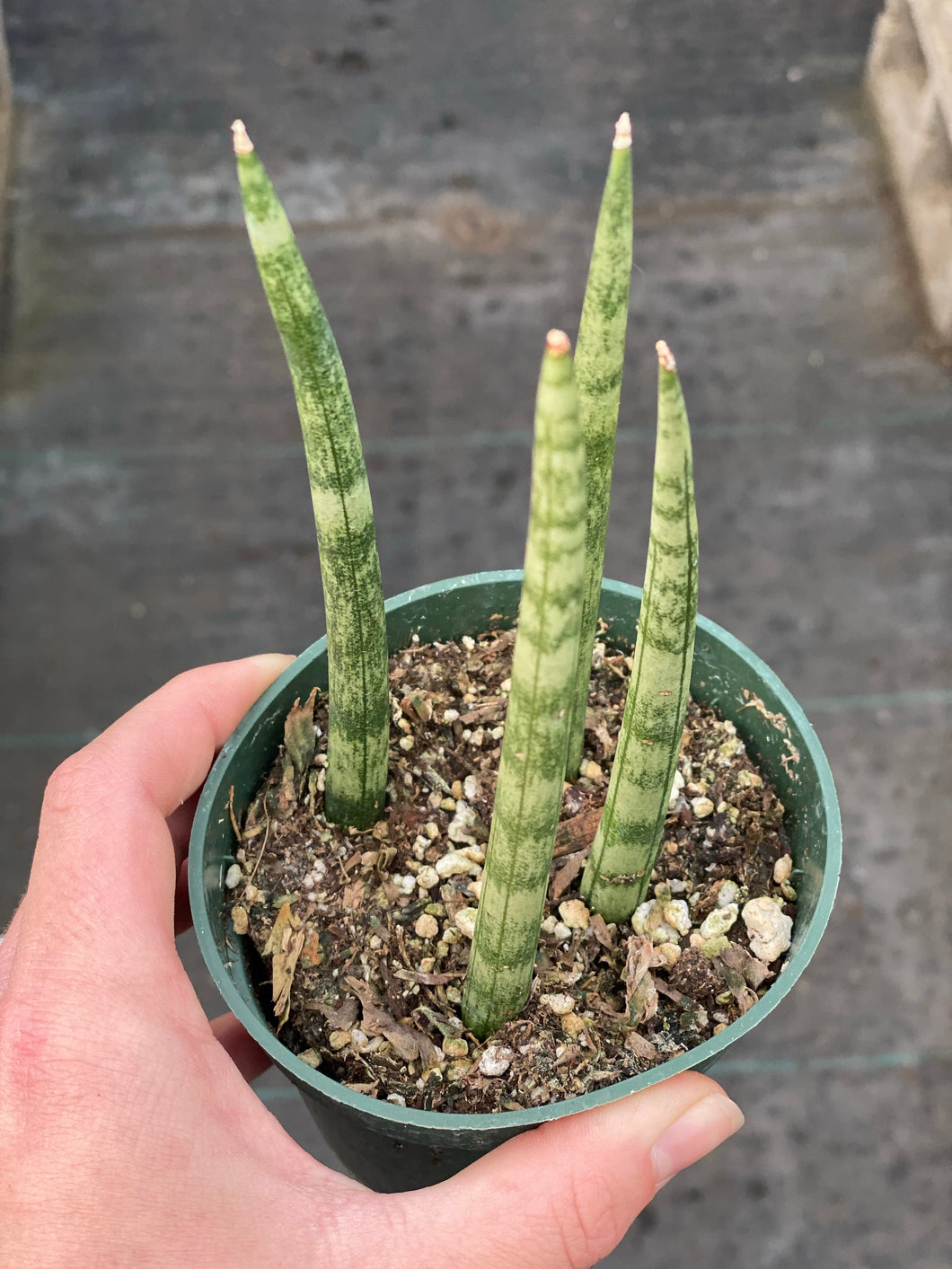 sansevieria cylindrica air filter Sansevieria Cylindrical ( Dragon Fingers ) – In Succulent Love