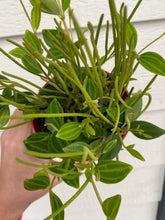 Peperomia Quadrangularis 'Beetle'