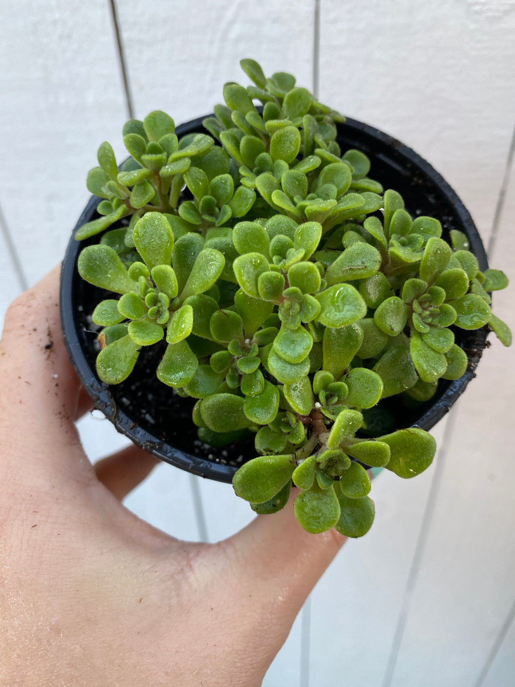 Aeonium Irish Bouquet