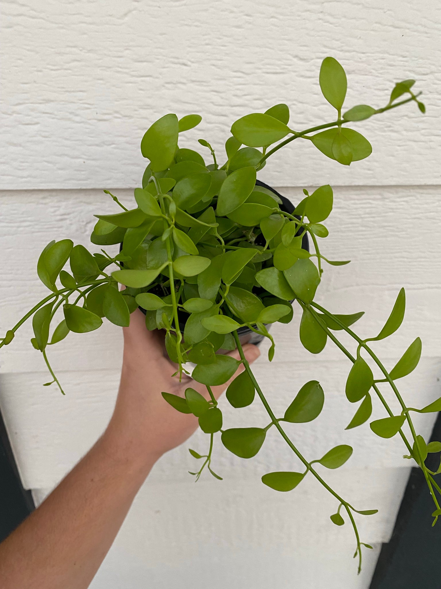cascade succulent Dischidia Oiantha Green Cascade – In Succulent Love