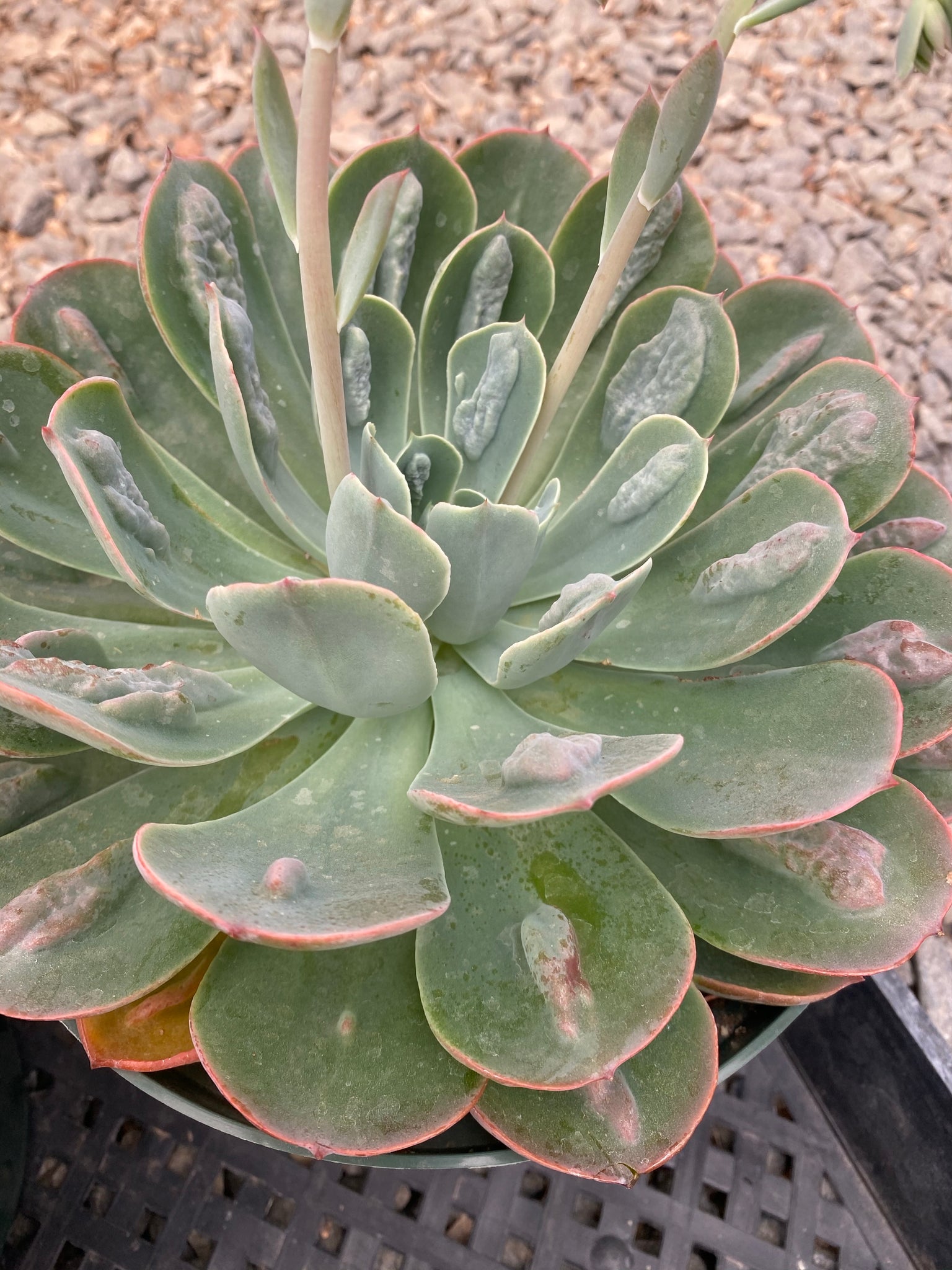 echeveria raindrops succulent Echeveria Raindrops – In Succulent Love