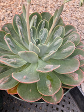 Echeveria Raindrops