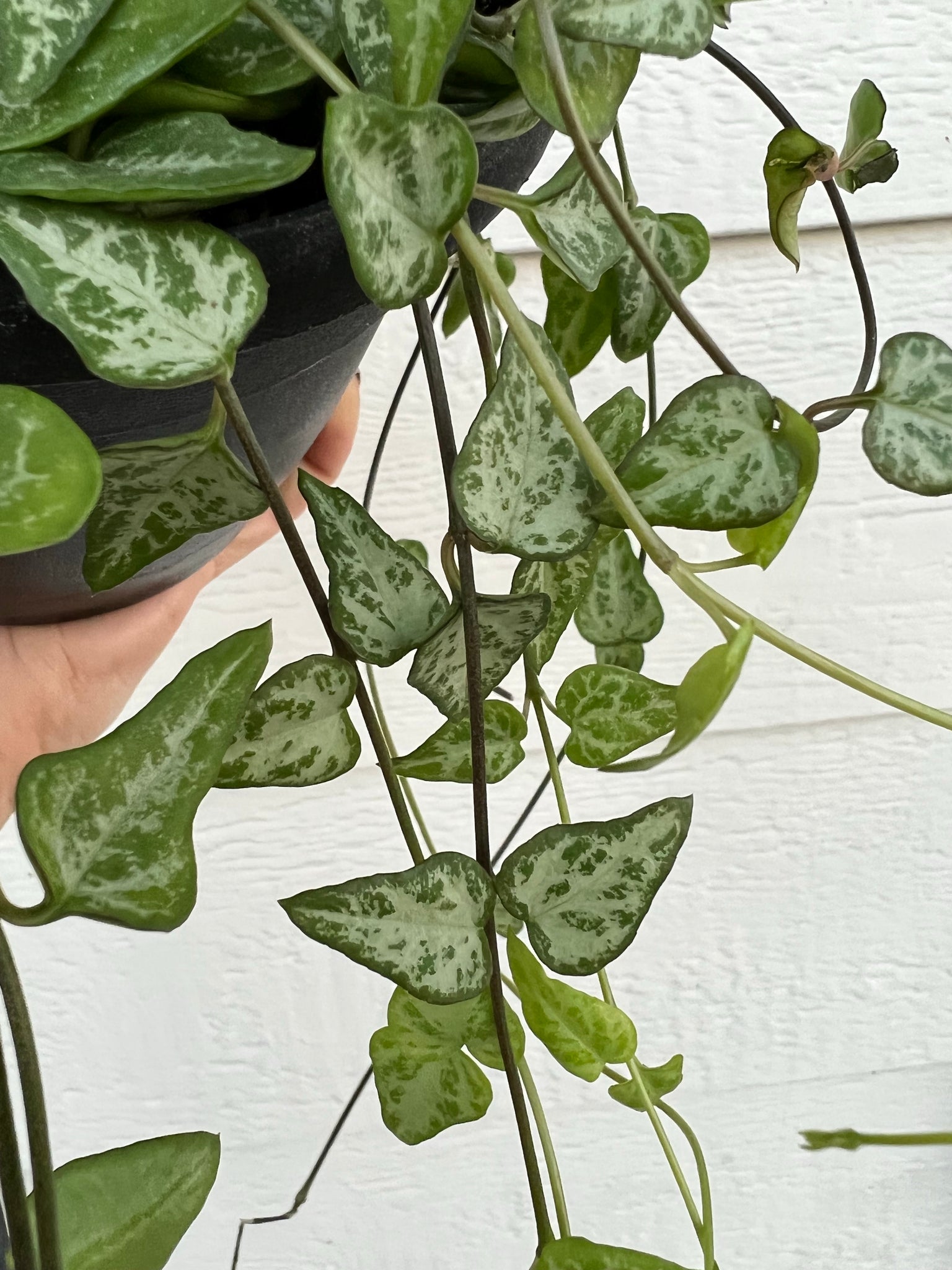 arrow succulent Ceropegia Woodii 'String of Arrows' – In Succulent Love