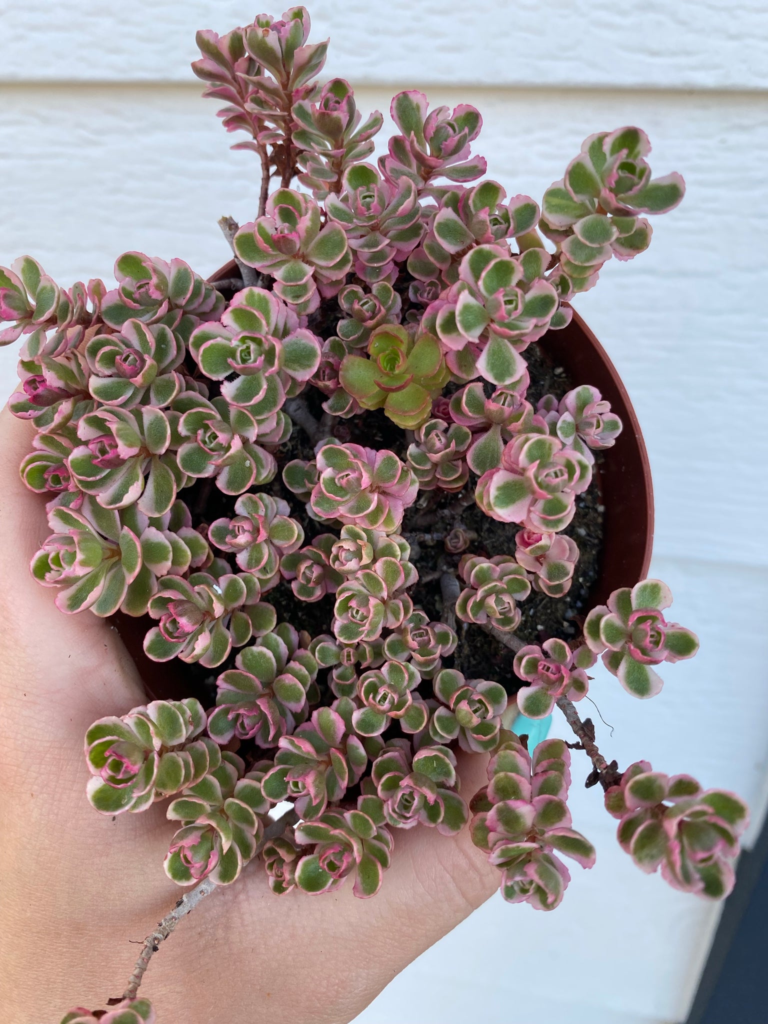 tri color sedum succulent Sedum Spurium 'Tricolor'