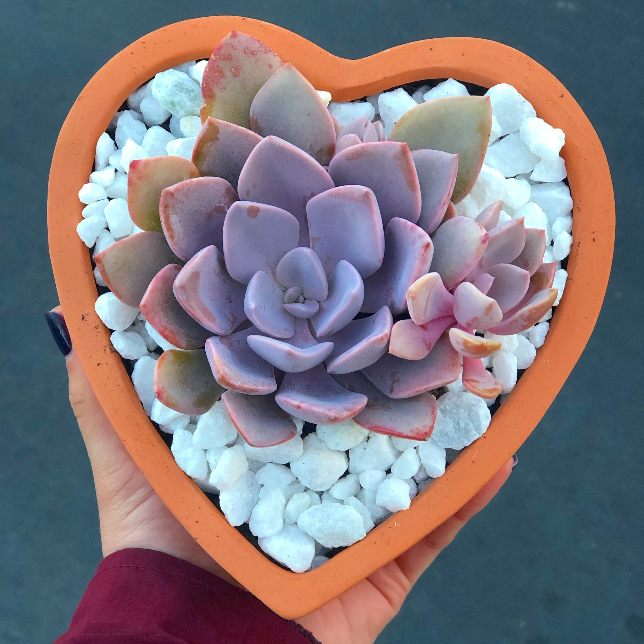 debbie succulent Graptoveria Debbie – In Succulent Love