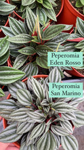 Peperomia San Marino