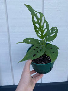 Monstera Adansonii - Swiss Cheese Plant