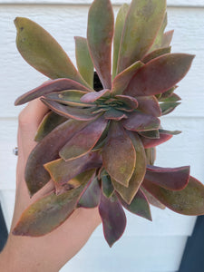 Crested Graptoveria Fred Ives