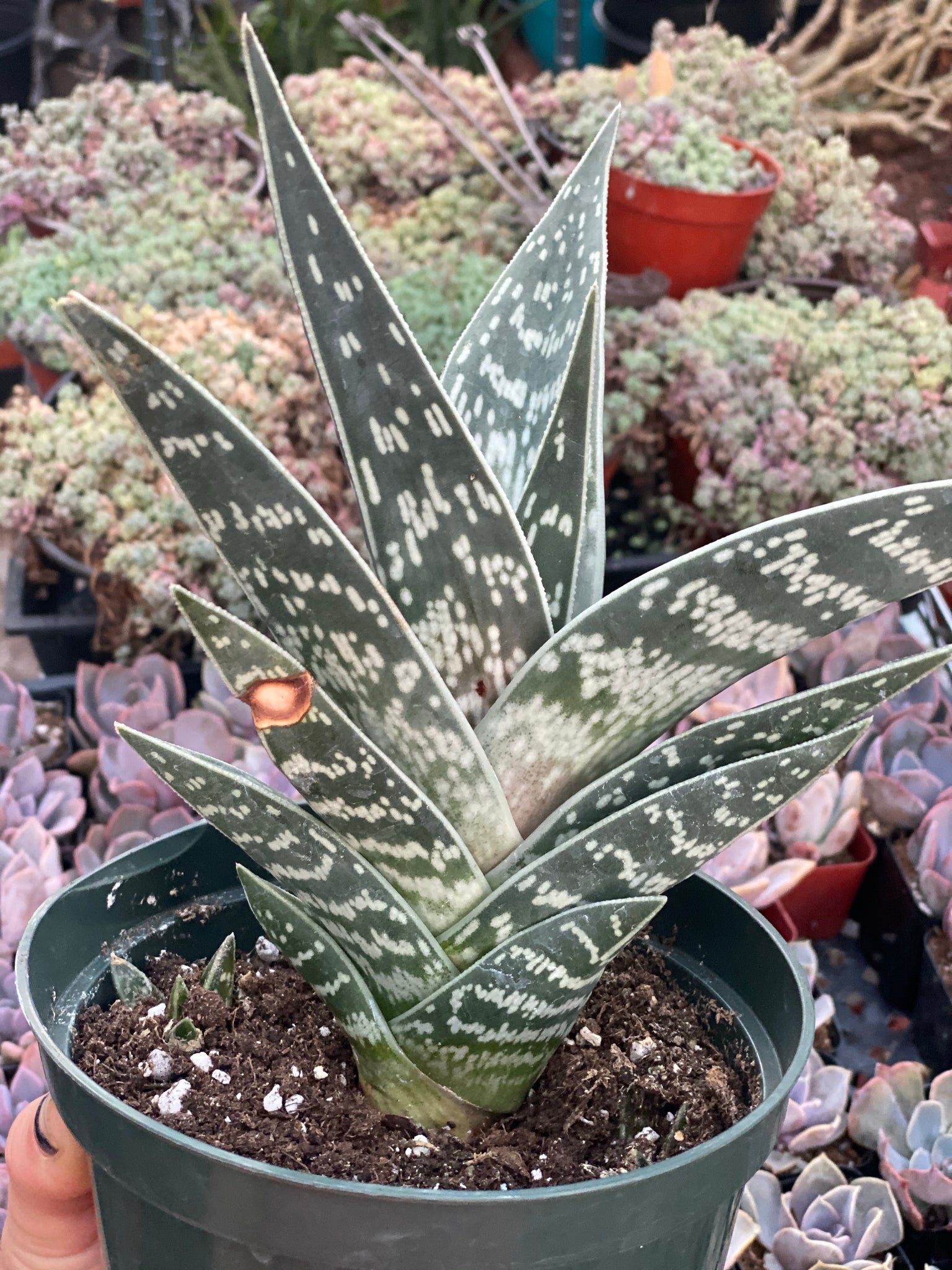 succulent breast Aloe 'Partridge Breast' – In Succulent Love