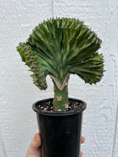 Mermaid Tail Cactus / Coral Cactus - Green Variegated (Euphorbia Lactea Cristata)