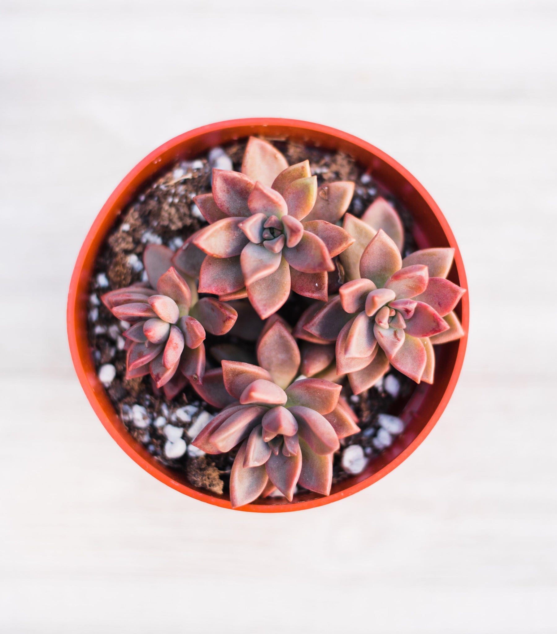 california sunset succulent care Graptosedum California Sunset – In Succulent Love