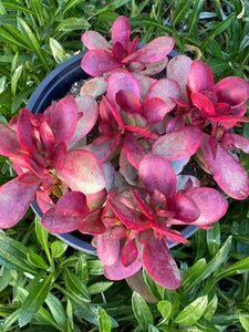 Crassula Platyphylla Variegata ( Pink Jade )